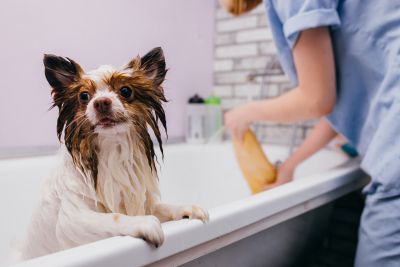Pet Grooming and Pet Sitting Insurance in Scottsdale, AZ by New Vision Insurance Solutions, LLC. - Scottsdale Insurance Services