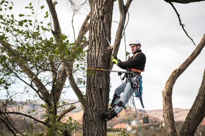 Tree Trimming Insurance in Scottsdale, AZ by New Vision Insurance Solutions, LLC. - Scottsdale Insurance Services
